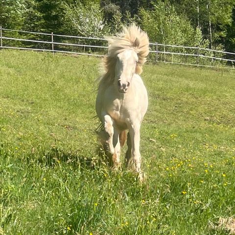 gypsy cob