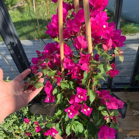 Bougainvillea med terracottapotte m.m.