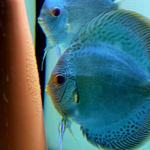 Discus Blue Scorpion "Standing Egg* ungfisk