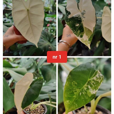 Alocasia Frydek Variegata