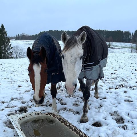 Stallhjelp/hestepasser