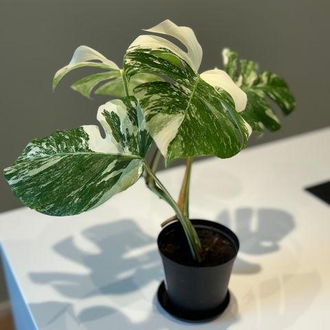 Monstera Albo Variegata