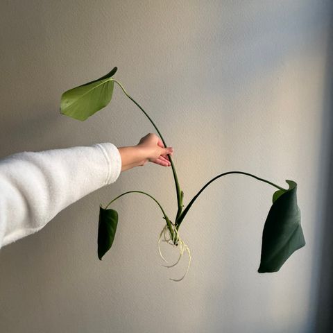 Stikling- monstera