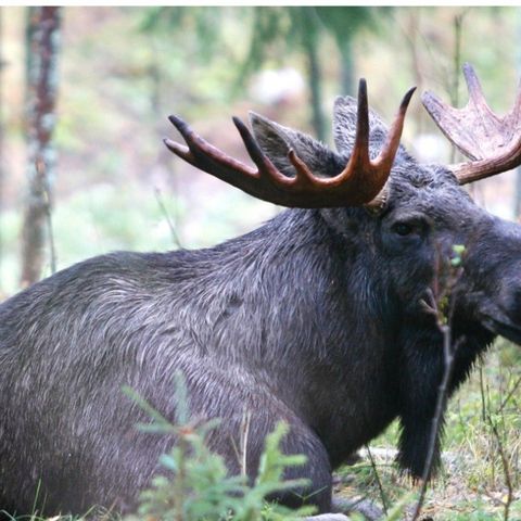 Viltkjøtt Vennesla