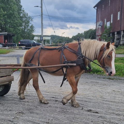 Dølahoppe 3 år vurderes solgt