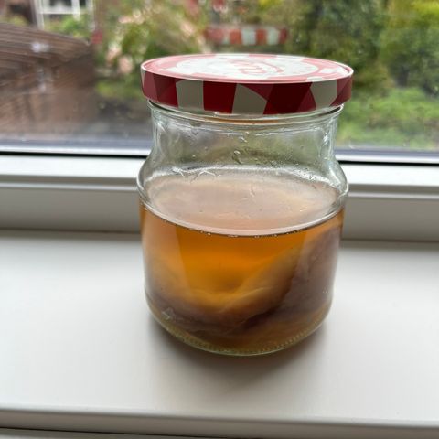 SCOBY for kombucha