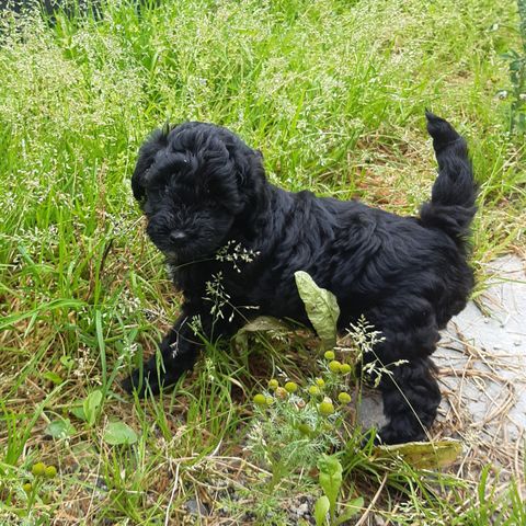 Puddel Maltipoo