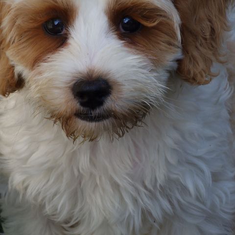 Australian labradoodles (ALD) til salgs