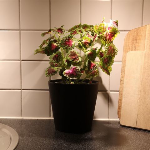 Coleus med potteskjuler