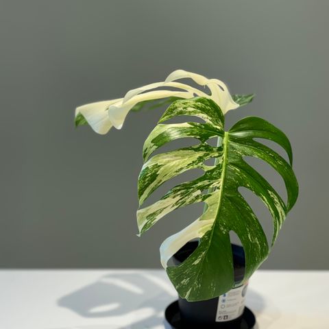 Monstera Albo Variegata stiklinger