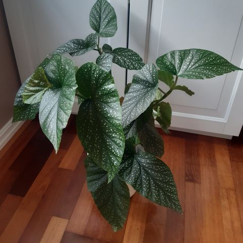 Begonia Corallina. Planter