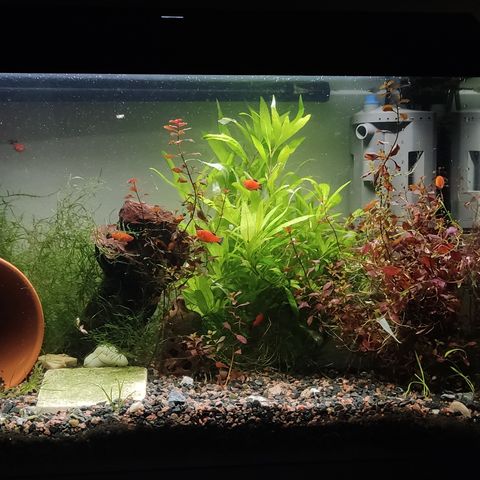 60L akvarium med fisk og alt utstyr