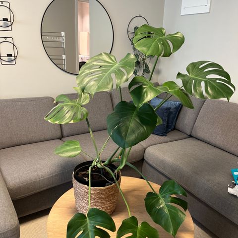 Monstera med potte