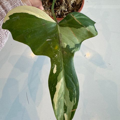 Philodendron Golden Dragon Variegata