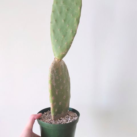 Opuntia ficus-indica kaktus