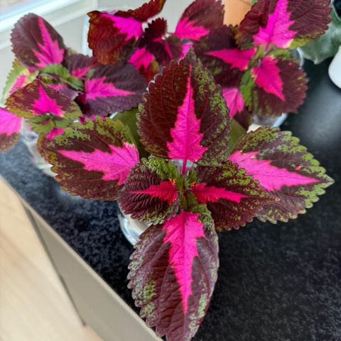 Coleus China rose stiklinger