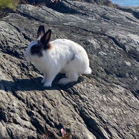 Liten og kosete kanin med bur og masse utstyr