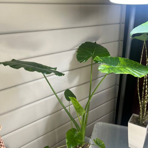 Stor Alocasia Gageana Aurea variegata