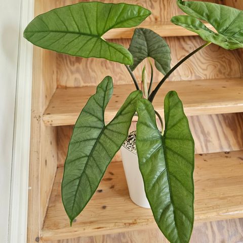 Alocasia Corazon