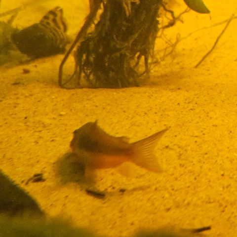 Corydoras aenus