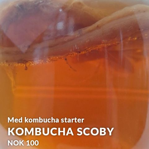 Kombucha SCOBY med kombucha starter