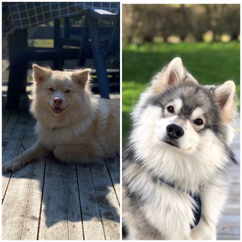 Finsk Lapphund valper