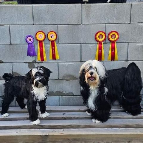 Tibetansk Terrier hannvalper