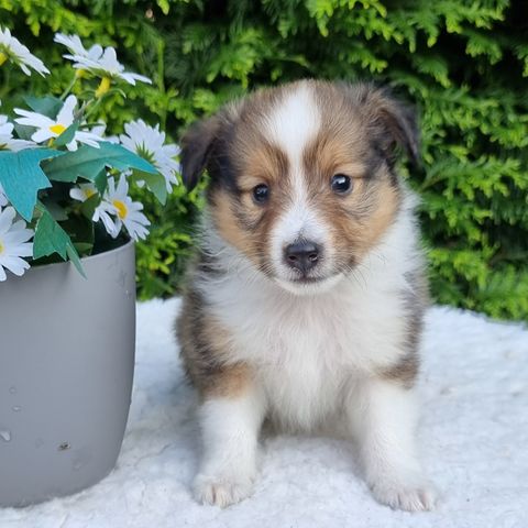 Shetland Sheepdog hannvalper