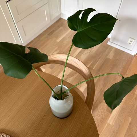 Stiklinger monstera