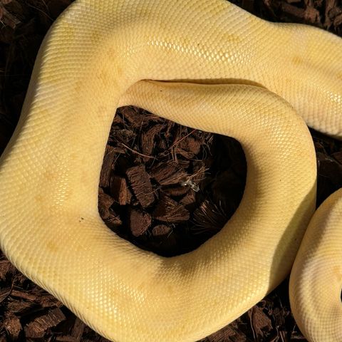 0.1 Banana Killer clown Enchi het orange ghost