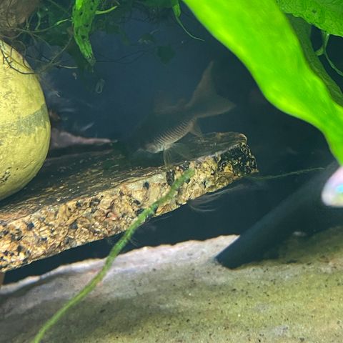 Corydoras Aenus «Black»RESERVERT