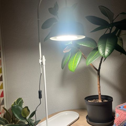 Plante lampe