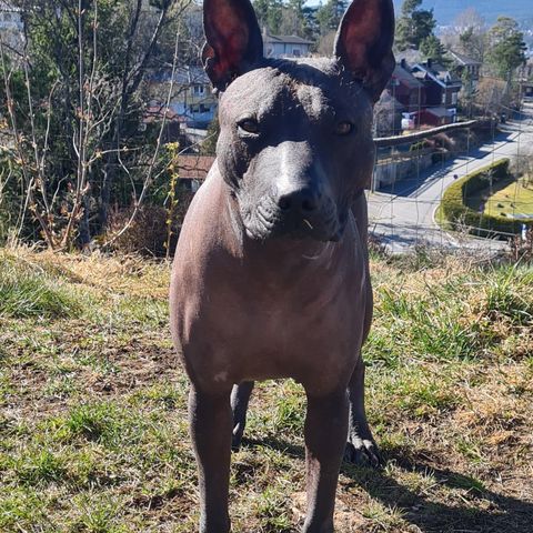 Aco, Xoloitzcuintli (meksikansk nakenhund)