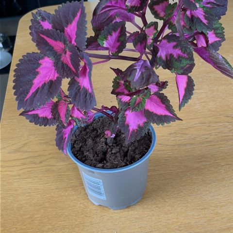 China rose coleus