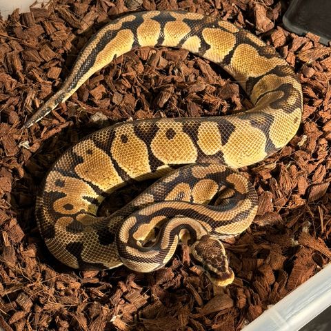 1.0 Pastel Enchi Blaze