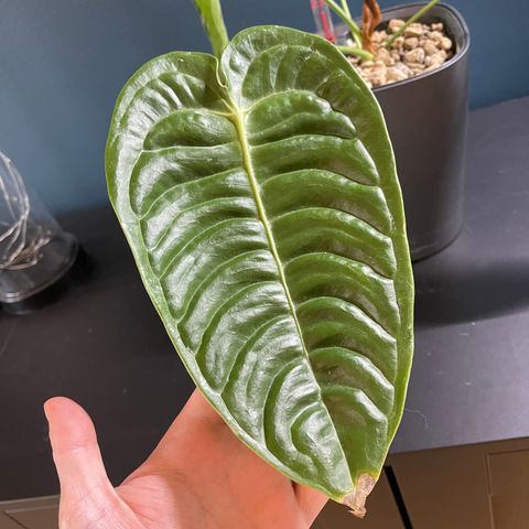 Anthurium Veitchii