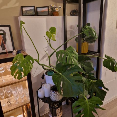 Monstera