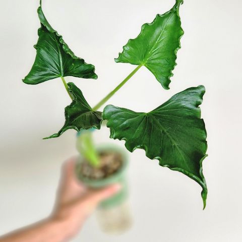 Alocasia Cucullata 'crinkles'/Triangularis