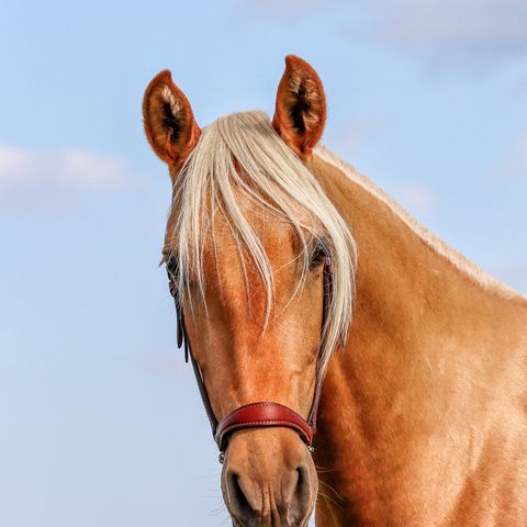 2 år "Golden" palomino PRE hoppe