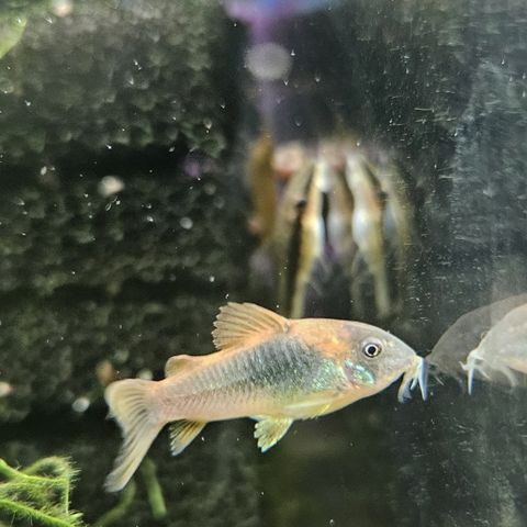 Corydoras aenus