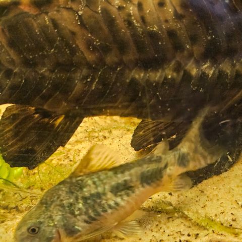 14 corydoras samlet