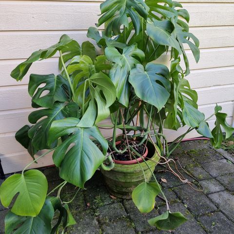 Stor Monstera.