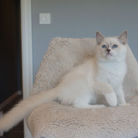 Lilla Mitted Ragdoll Kattunge Gutt