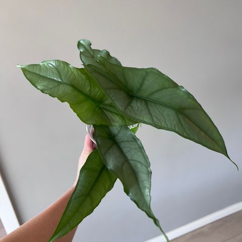 Alocasia dragons breath