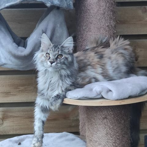 Flotte Maine coon kattunger.