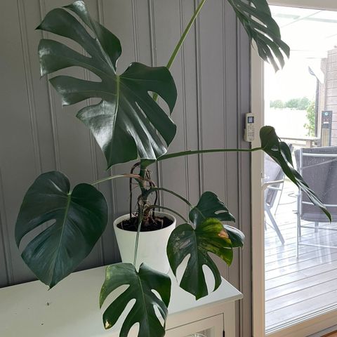 Monstera