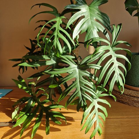 Philodendron Mayoi stiklinger - to stk