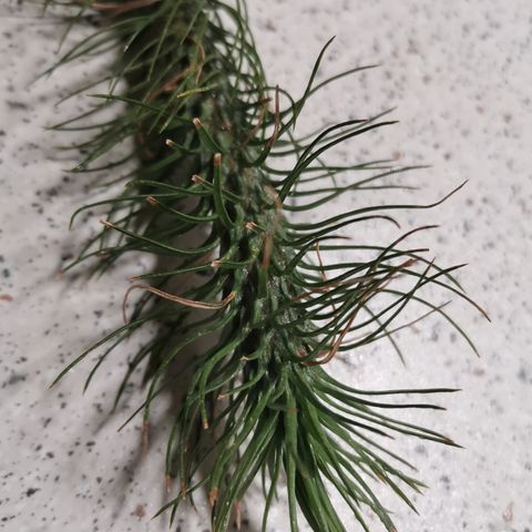 Tillandsia funkiana