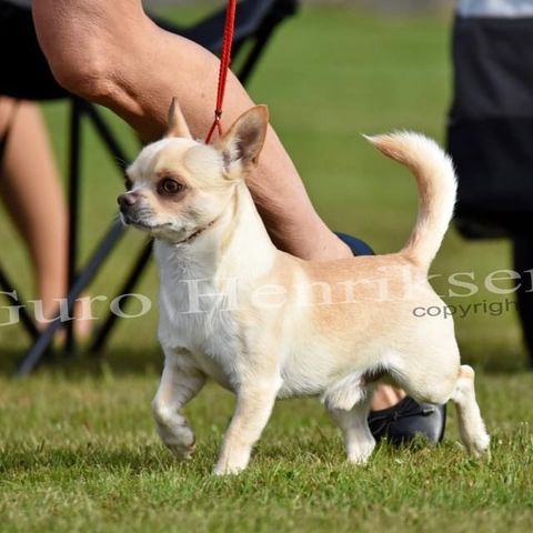 Voksen Chihuahua kh champion hann søker nytt hjem