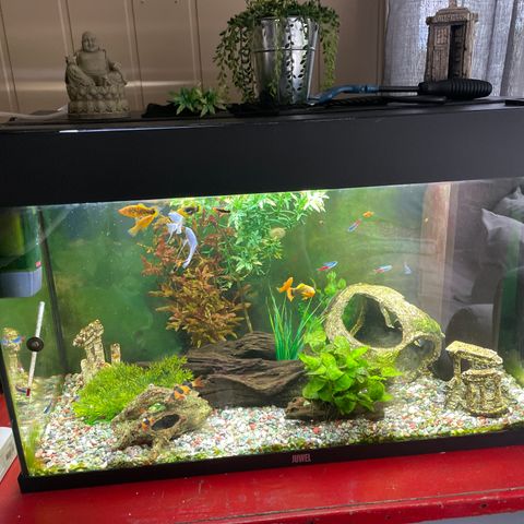 125 l juwel Akvarie med endel fisk planter alt utstyr